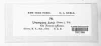 Uromyces junci image
